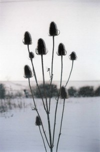 photo of teasles against a snowy Lee Moor landscape